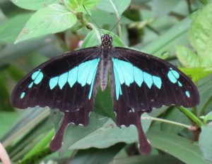 Swallowtail at rest wth wings open in Ngong Road Forest. Copyright Rupi Mangat