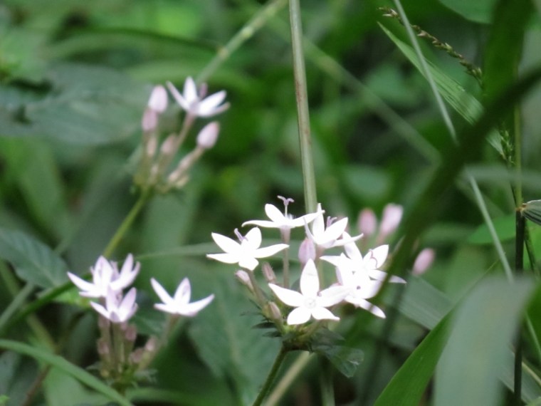 Pale lilac forest flowers, the Pentas whose roots have traditionally been boiled as a tea. Copyright Rupi Mangat
