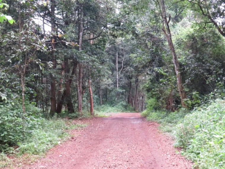 Ngong Road Forest is a dry upland forest tipical of Nairobi.. Copyright Rupi Mangat