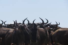 wildebeest (275x183)