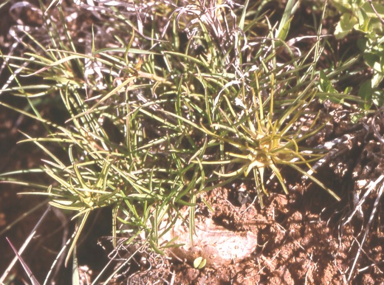 Brachystelma lineare by M Gilbert (1)