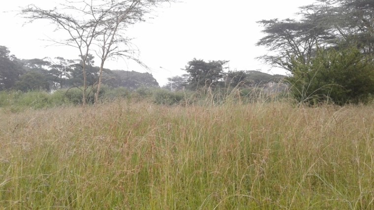 Uhuru Gardens grasslands (800x450)