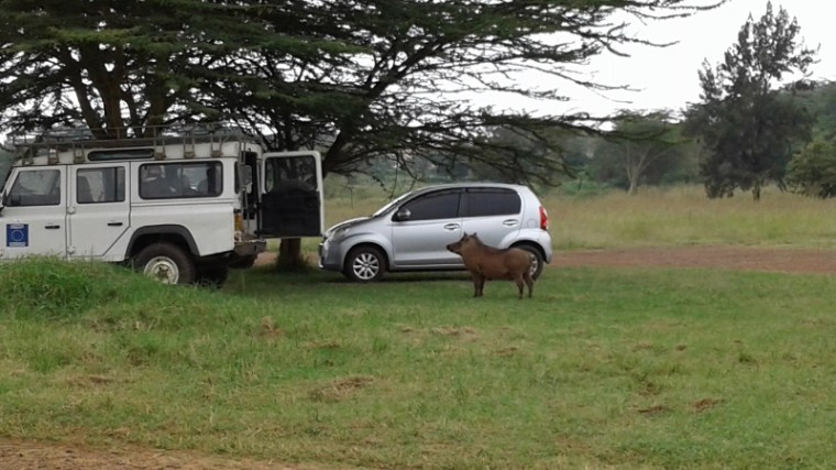 Uhuru Gardens warthog copyright Rupi Mangat (800x450)