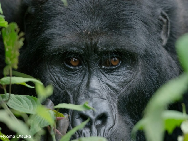 Adult-female-gorilla-Mitunu-Mubare-family-2-1024x724-640x480_c (640x480)