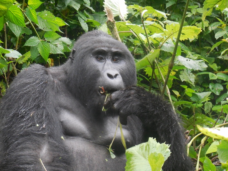 Kanyonyi, Silverback from Mubare Gorilla Group taken by CTPH (800x600)