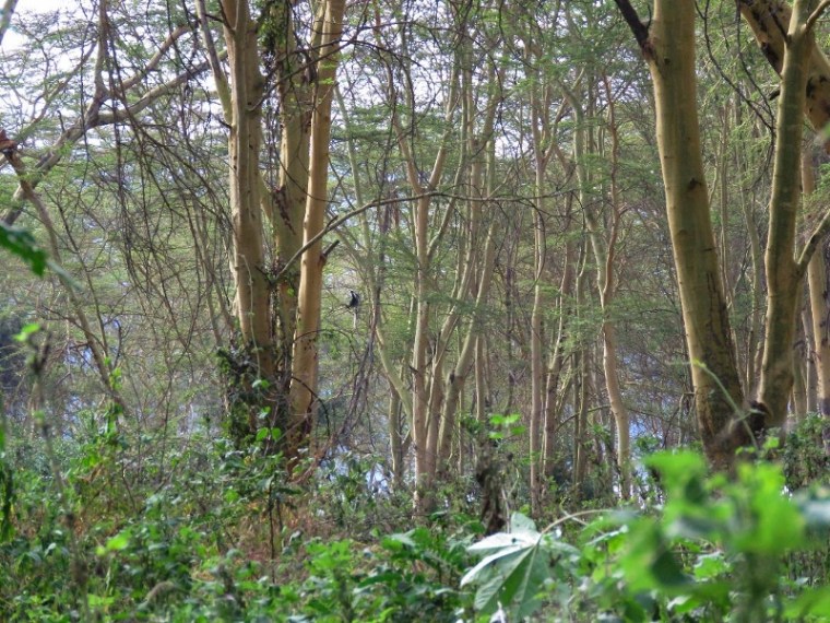 Colobus from Kipipiri at Soysambu copyright Kat Combes (800x600)