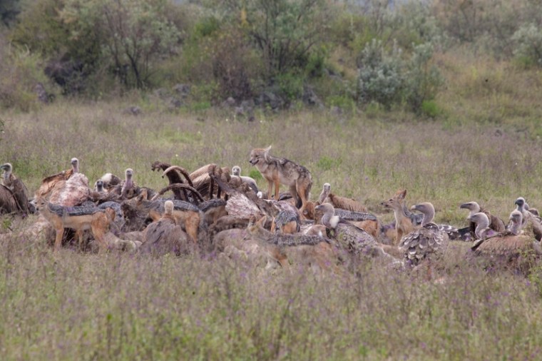 JackalsGiraffe vultures at soysambu copyright Kat Combes (800x533)