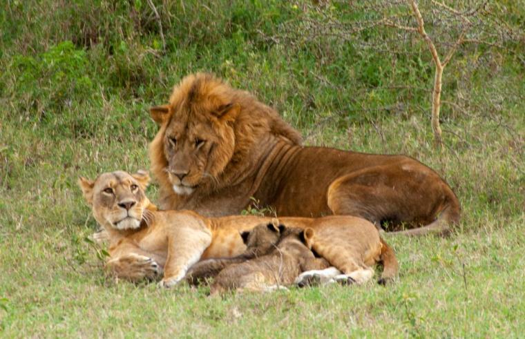 Kat Combes copyright 13 sep 2018 Soysambu