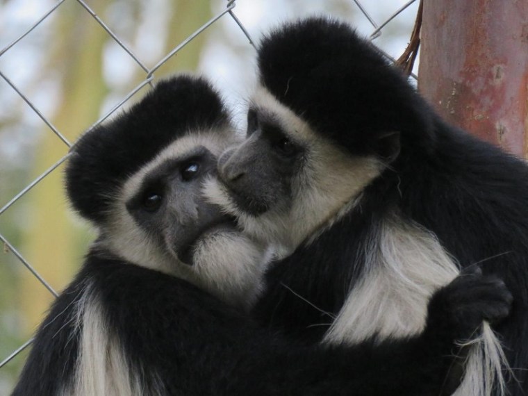 Kipipiriri colobus monkeys at Soysambu by Kat Combes (800x600)