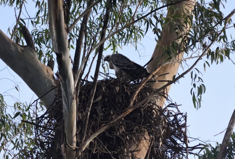 african crowned eagle Ngong Road Forest Sanctuary copyright Washington Wachira (800x542)