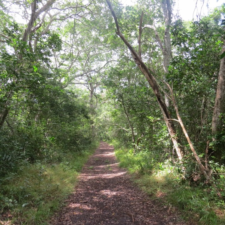 arabuko sokoke forest (800x800)