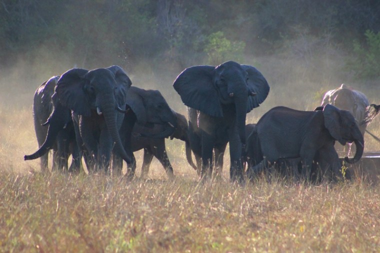 elephants jane spilsbury arabuko soke ofrest (800x533)