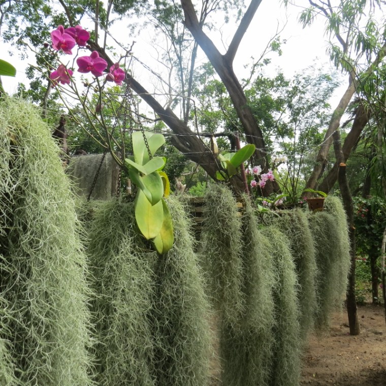Lichen and orchids -Copyright Rup Mangat