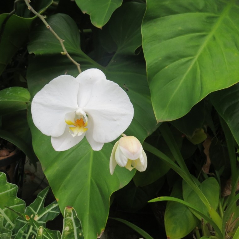 Orchid in show - Copyright Rup Mangat