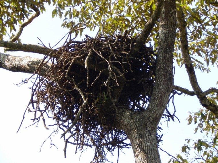 nest of african crowned eagle Ngong Road Forest Sanctuary copyright Washington Wachira (800x600)