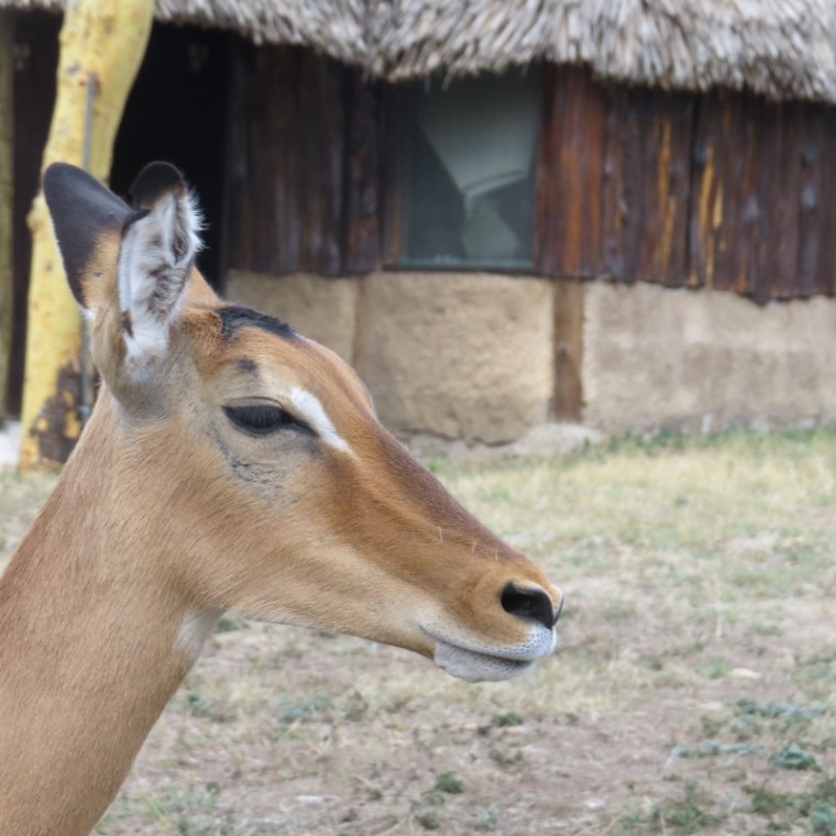 Impi the Impala in Naretunoi Conservancy, Kitengela  Copyright Rupi Mangat