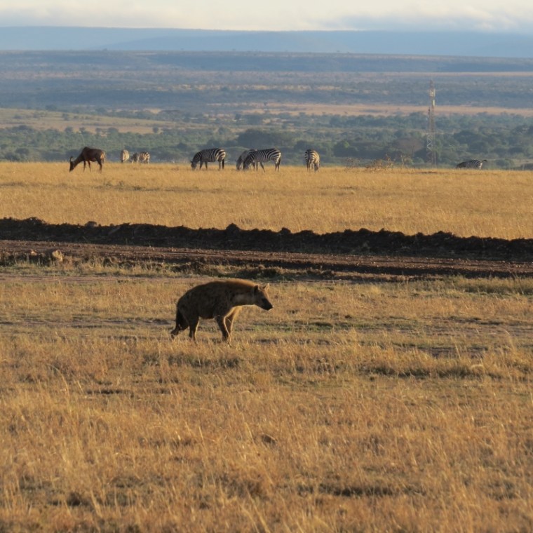 Hyena near the Talek Gate in Maasai Mara. Copyright Rupi Mangat