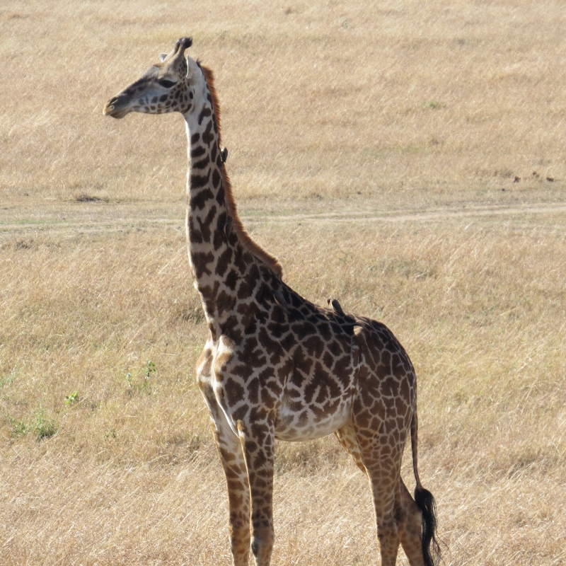 IYoung giraffe in Maasai Mara. Copyright Rupi Mangat