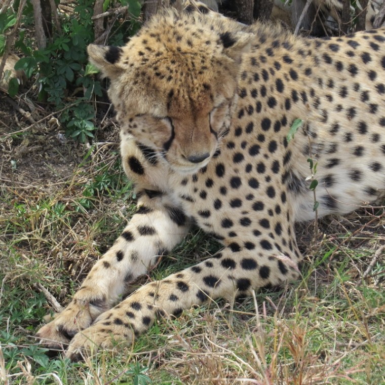 It's siesta time for the Fast Five. Copyright Rupi Mangat