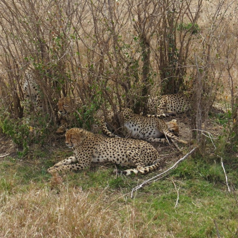 The Fast Five. Copyright Rupi Mangat