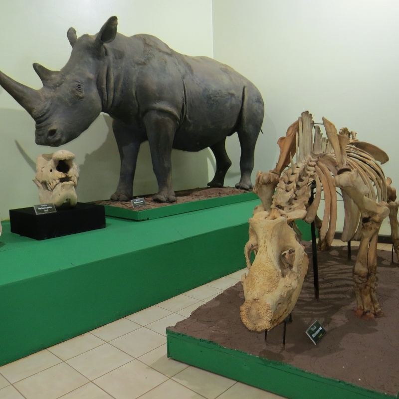Karanja the black rhino - his skeleton next to a model of a white rhino - copyright Rupi Mangat