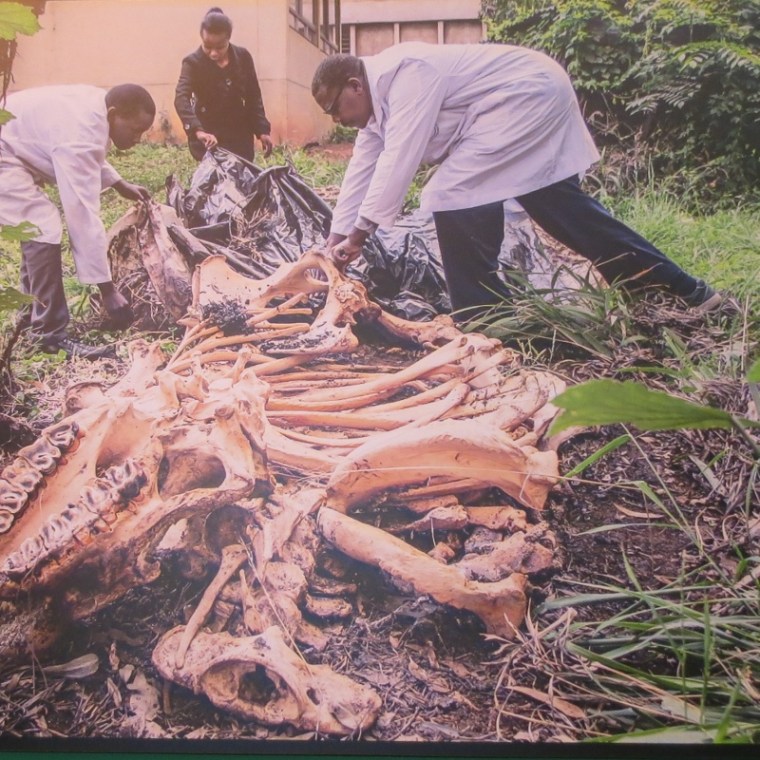 Unearthing Karanja the black rhino after a year at Nairobi Museum - copyright Rupi Mangat