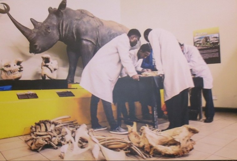Karanja the black rhino being pieced together at Nairobi Museum - copyright Rupi Mangat