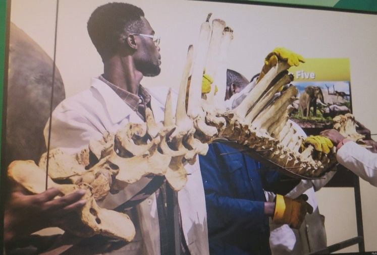 Nearly there... Karanja the black rhino being pieced together at Nairobi Museum - copyright Rupi Mangat