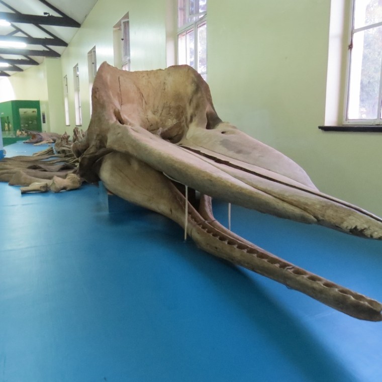 Gigantic Sperm Whale at Nairobi Museum - copyright Rupi Mangat