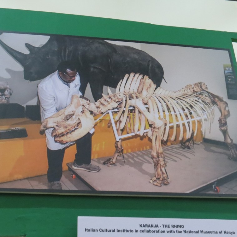 Karanja the black rhino - with the man who put him together, Dr Ogeto - copyright Rupi Mangat