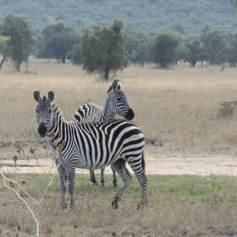 Zebra on the plains of Lukenya Hill. Copyright Rupi Mangat