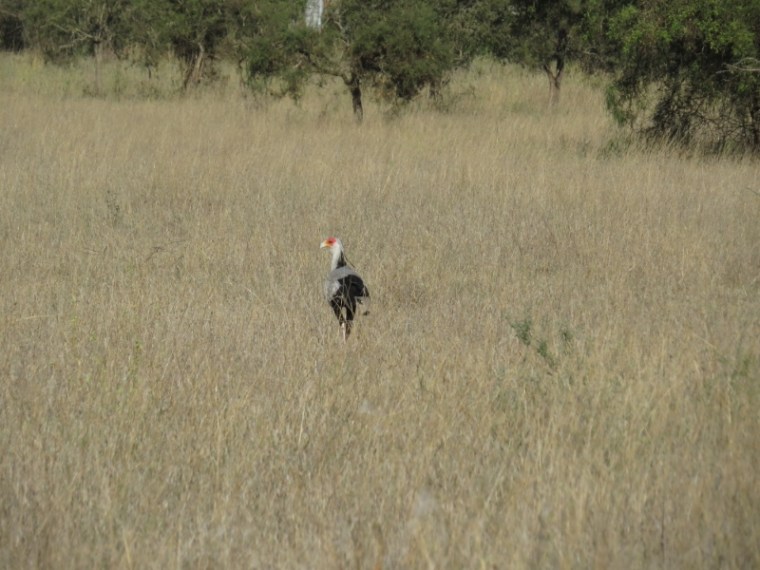 Secretary Bird on the plains of Lukenya Hill. Copyright Rupi Mangat