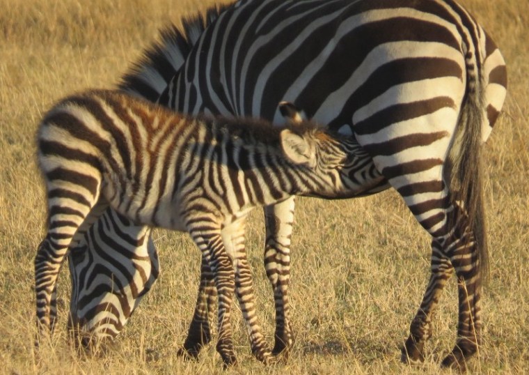 Female zebra and her calf suckling her - copyright Rupi MangatFemale zebra and her calf suckling her - copyright Rupi Mangat