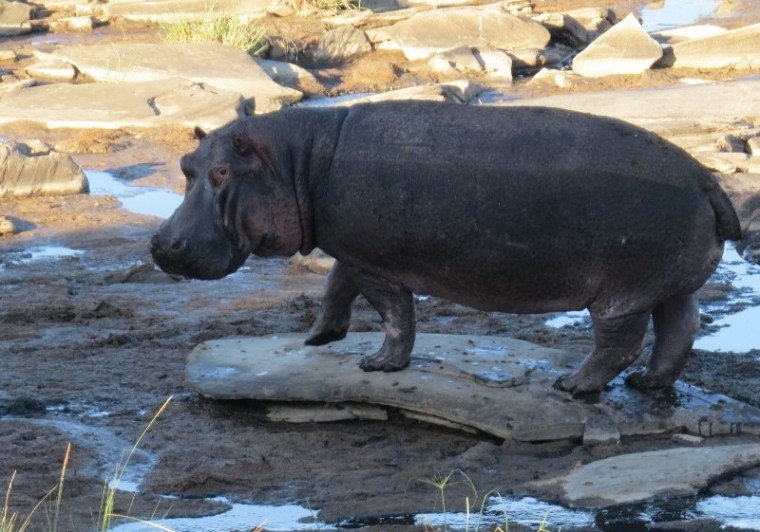 The hippo needs time alone in Mara - copyright Rupi Mangat