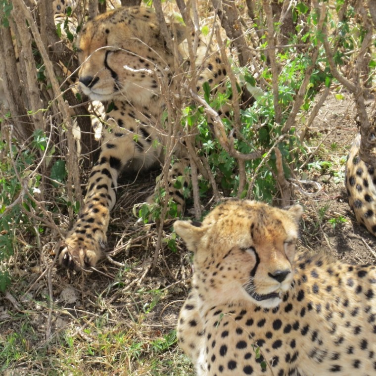 The Fast Five in Mara - copyright Rupi Mangat