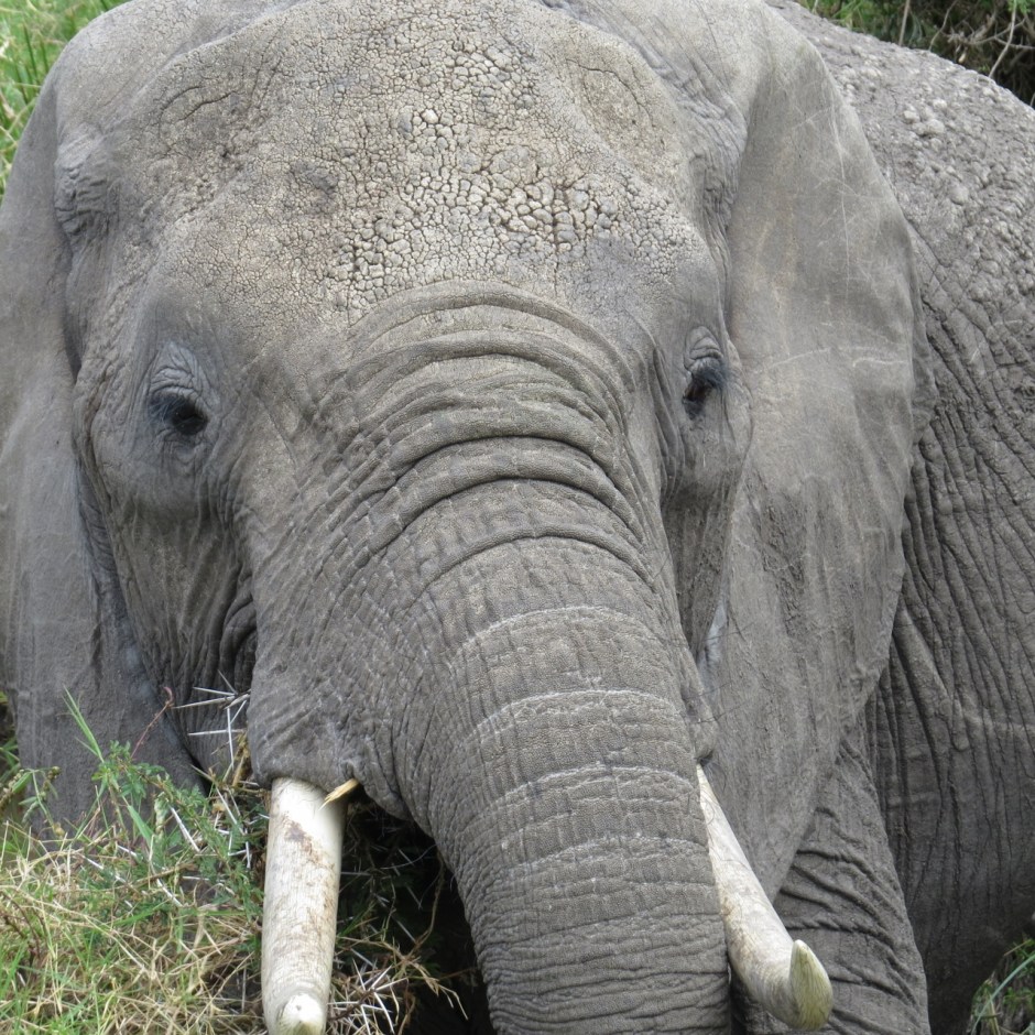 Female elephant in Talek River, Maasai Mara - Copyright Rupi Mangat