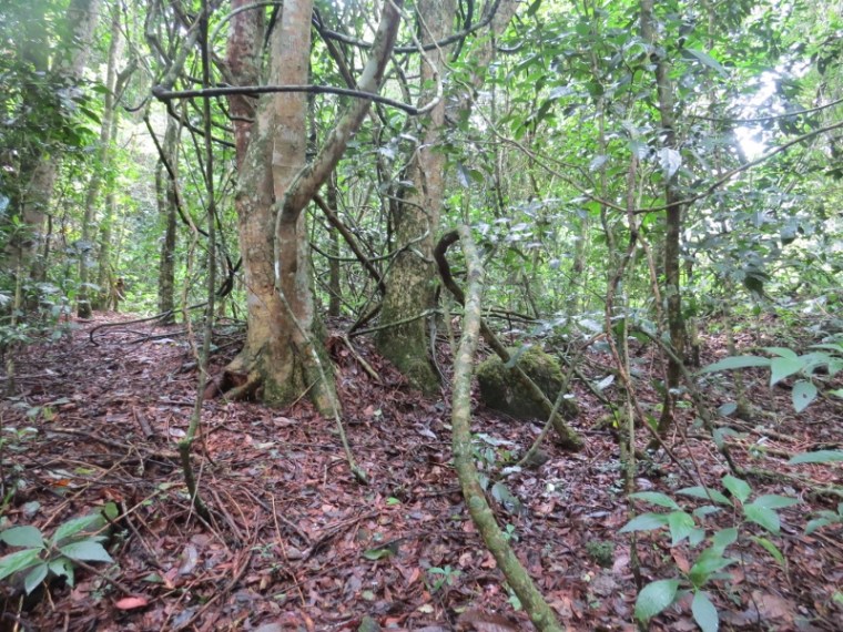 Ngangao forest floor. Copyright Rupi Mangat