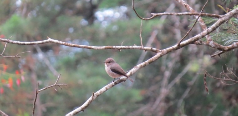 Ngangao Forest - African dusky flycatcheri - copyright Rupi Mangat
