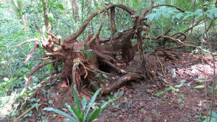 Ngangao forest in Taita Hills - copyright Rupi Mangat