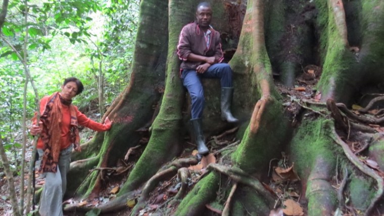Ngangao Forest - Mother tree Newtonia buchananiii - copyright Rupi Mangat