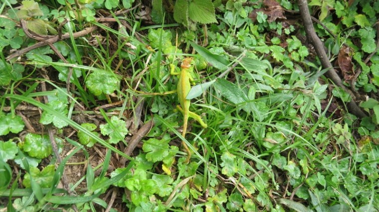 Taita Hills Blade-Horned chameleon in Vuria. Copyright Rupi Mangat