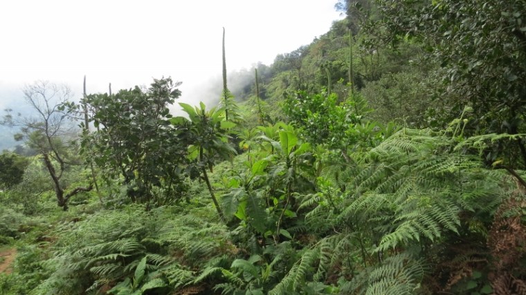 Giant lobelias in Vuria. Copyright Rupi Mangat