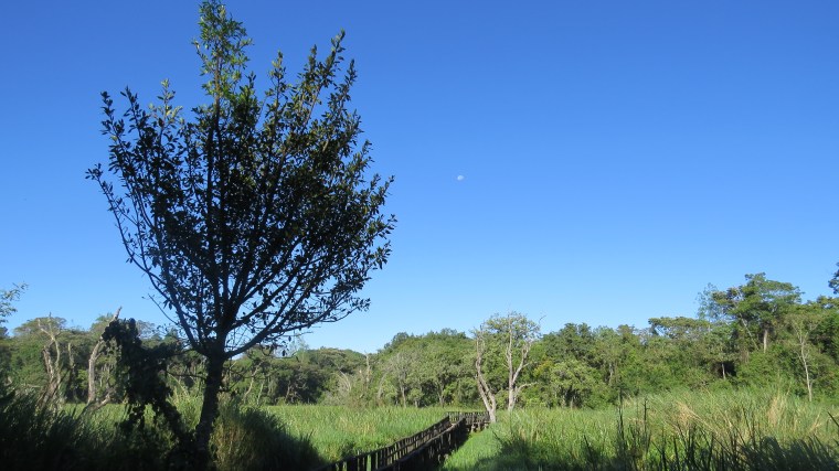 bridge through saiwa swamp copyright maya mangat