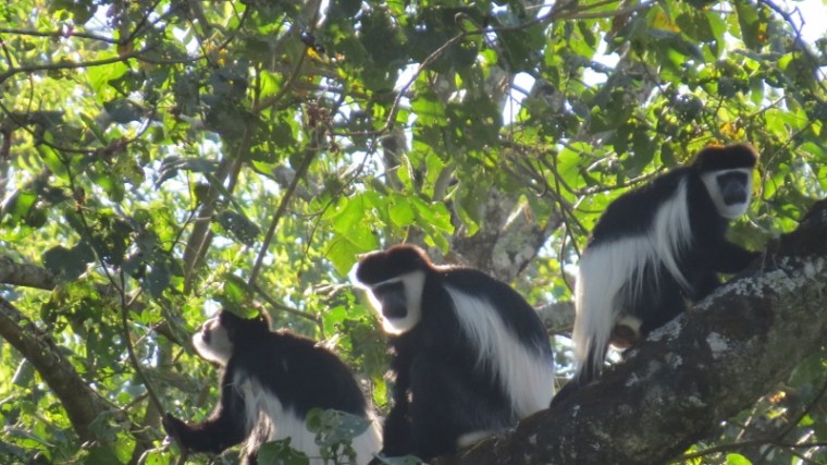Colobus monkeys sunning theselves at Saiwa Swamp in the morning. Copyright Maya Mangat (800x450)