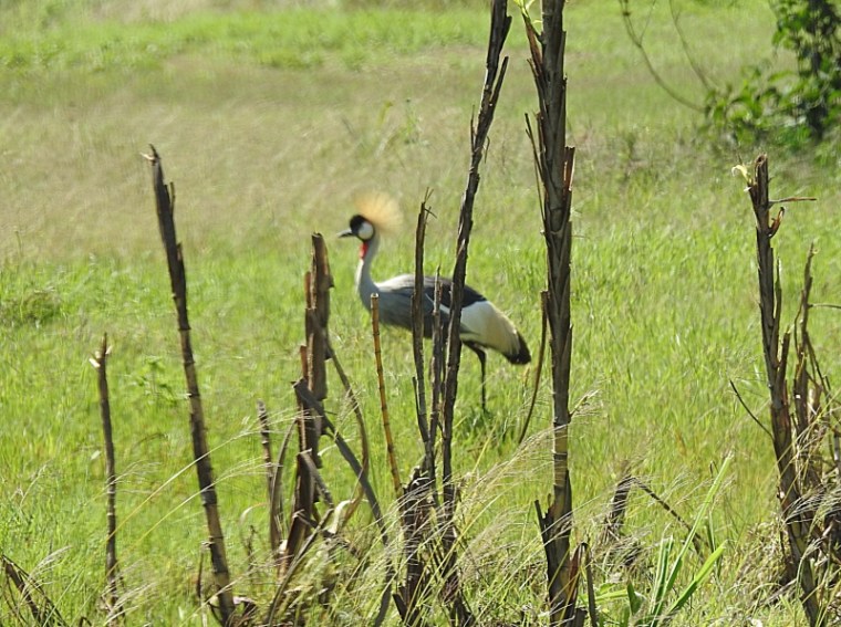 Grey crowned crane at Juja near the homes built close to swamps. Copyright Sdney Shema (800x597)