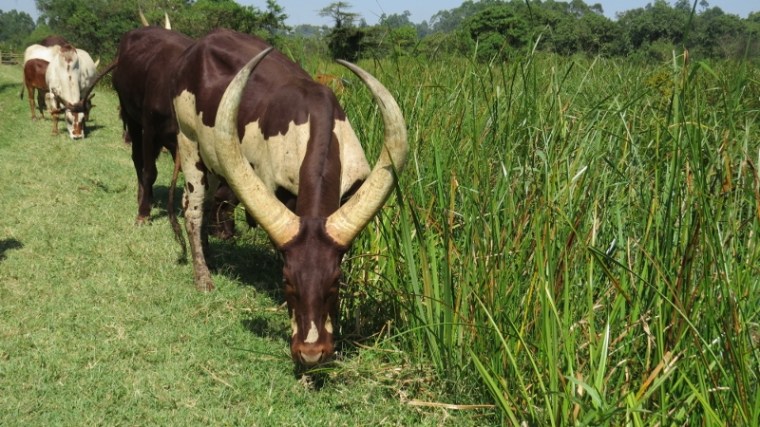 kitale nature conservancy ankole cows in the wetland. copyright maya mangat dec 2018 (800x450)
