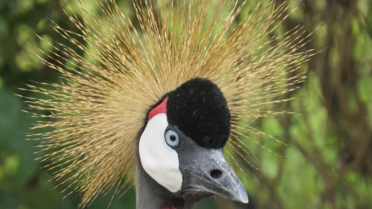 kitale nature conservancy grey crowned crane. copyright maya mangat dec 2018 (800x450)