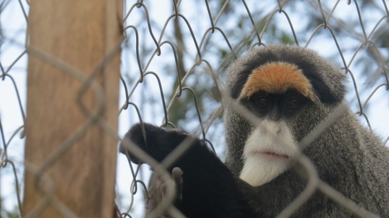 kitale nature conservancy rare debrazza monkey in cage. copyright maya mangat dec 2018 (800x450)