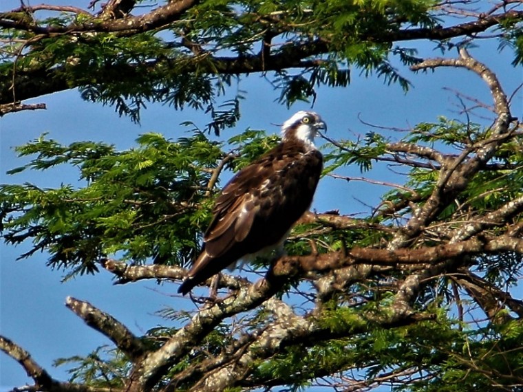 Osprey in Juja. Copyright James Kashangaki (800x601)