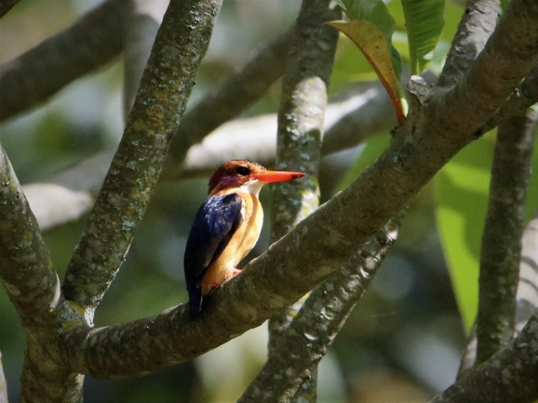Pygmy Kingfisher. Copyright James Kashangaki (800x601)